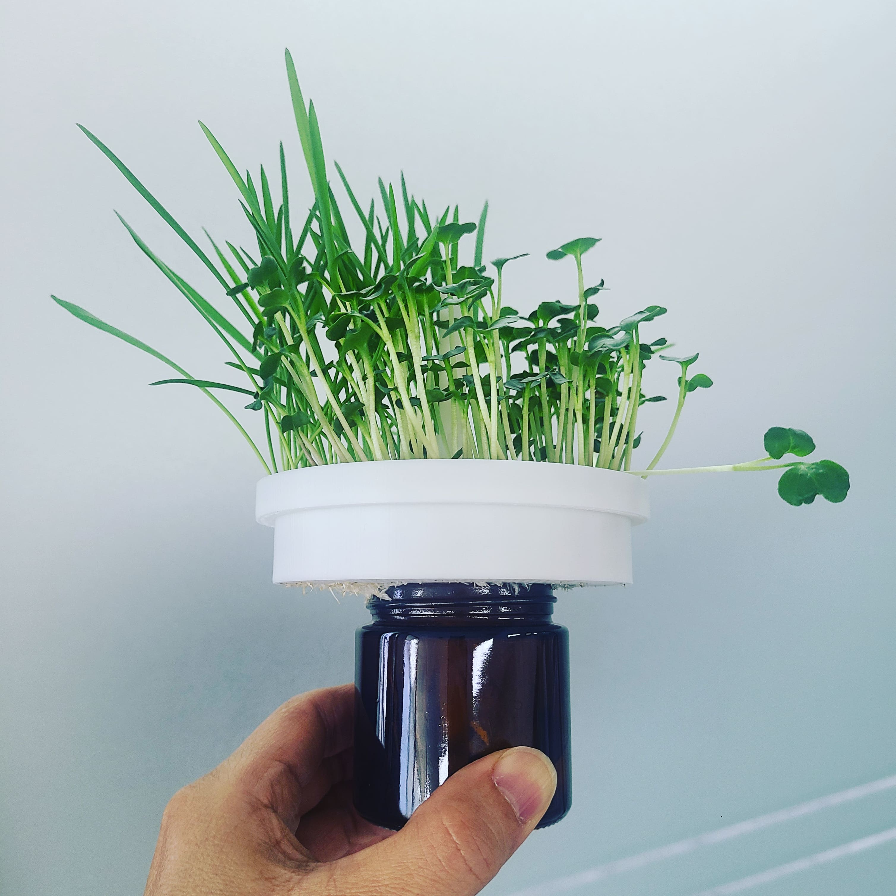 AeroWick 프로토타입: 상부 배지에서 발아, 하부 공기층에서 뿌리 발달